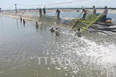 Hỗ trợ nông dân nuôi tôm càng xanh 